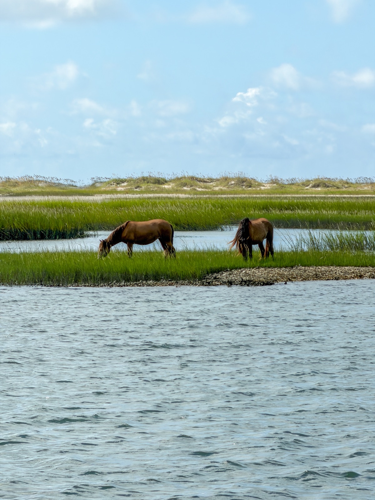 Two wild horses grazing on a strip of marsh grass on Carrot Island, with Taylor's Creek in the foreground and sand dunes behind them under a blue sky